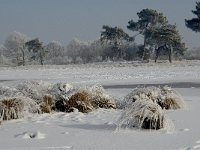 NL, Noord-Brabant, Alphen-Chaam, Strijbeekse Heide, Langven 9, Saxifraga-Jan van der Straaten